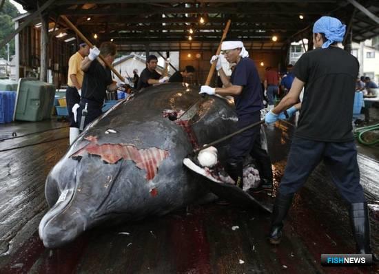 Япония хочет возобновить промысел китов