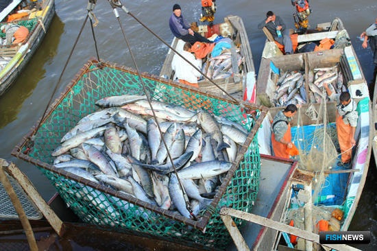 Предприятия Хабаровского края ждут подходов лосося