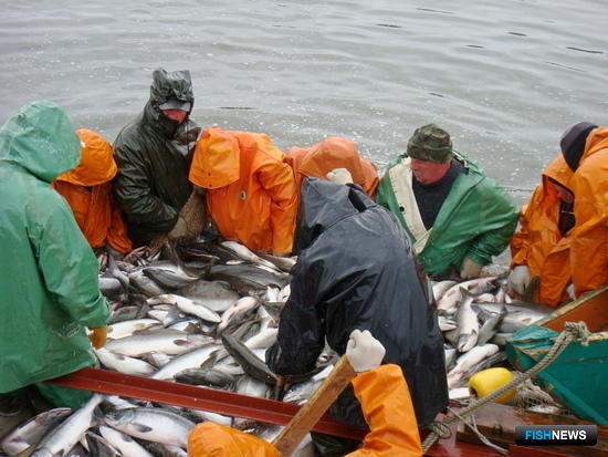 На Камчатке добыли более 27 тыс. тонн лососей