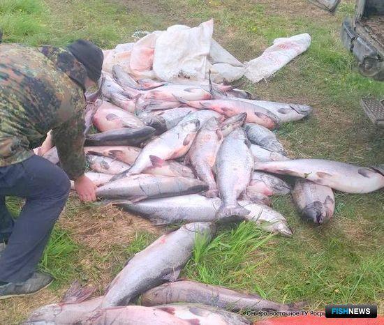 Сахалинцев призывают к выявлению браконьеров