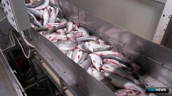 На Камчатке свежий лосось попадает сразу на прилавки
