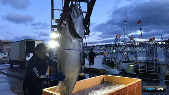 Япония квотирует добычу крупного тунца