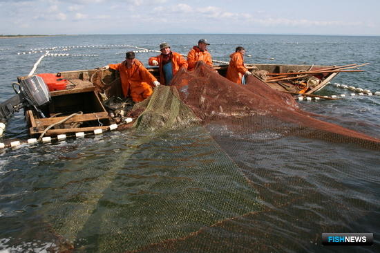 Сахалинских лососей задержало похолодание