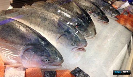 Чилийский лосось теснит норвежского на зарубежных рынках