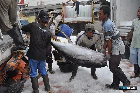 Индонезия наводит порядок в рыбном импорте