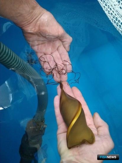 В Приморском океанариуме появилась уникальная «несушка»