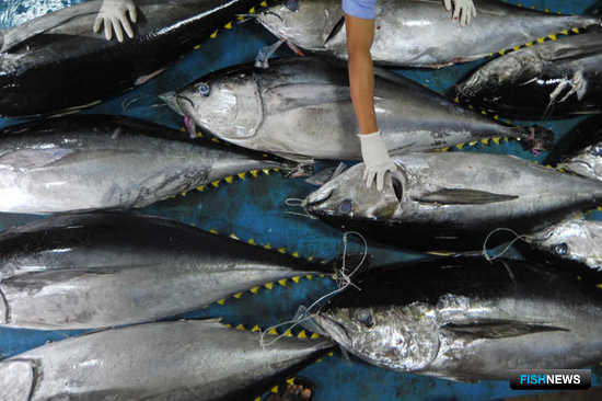 Япония поможет Индонезии с «рыбной» инфраструктурой