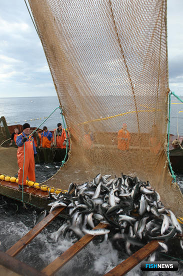 Камчатка обновляет лососевый рекорд