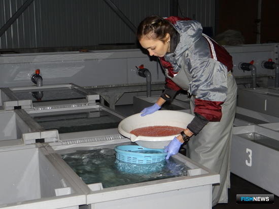 Камчатские рыбоводы спокойны за «икорный» план