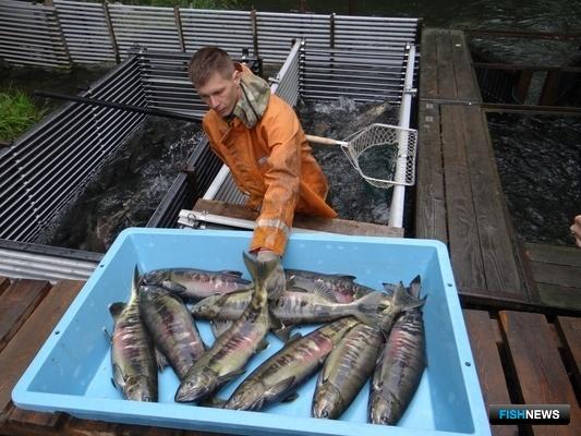 Камчатские рыбоводы спокойны за «икорный» план