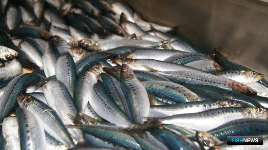 Иваси, скумбрия и сайра радуют большими уловами