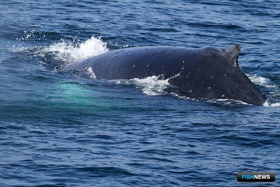 Камчатских китов и тюленей посчитали
