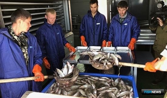 Рыбаки Ямала выбрали половину годовых объемов
