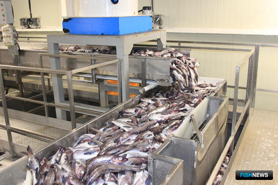 Что ФАС приготовила для рыбной отрасли
