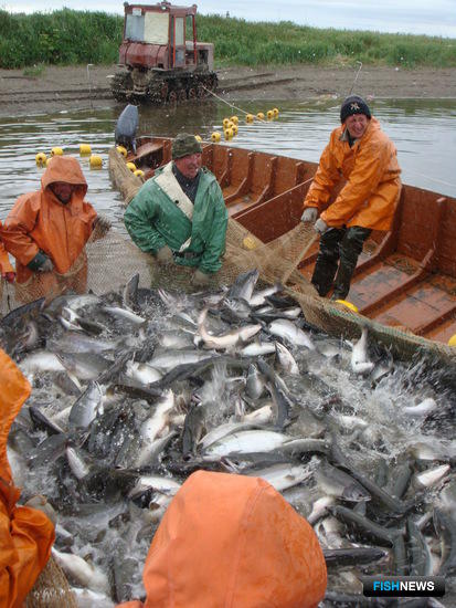 Уловы лосося преодолели отметку в 500 тыс. тонн
