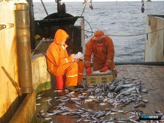 На Западном Сахалине и Южных Курилах выросли рыбные запасы