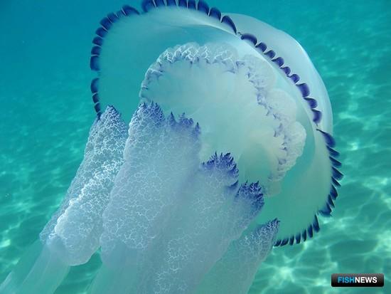 Ученые предлагают отправить медуз на стол
