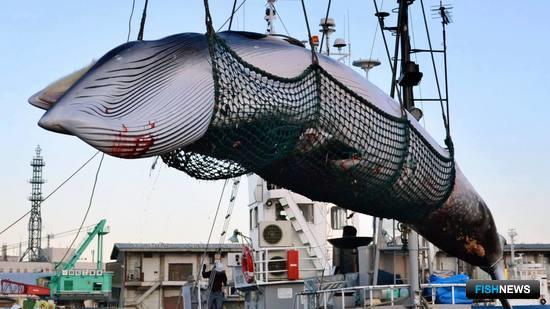 МКК не дала добро японским китобоям