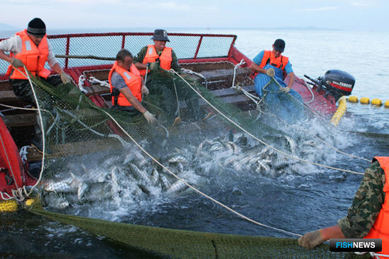 Дальний Восток завершает добычу лосося