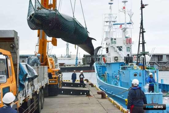 Япония хочет изменений в Международной китобойной комиссии
