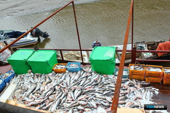 По лососю Амура предлагаются новые меры регулирования