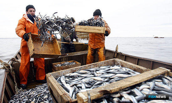Море обеспечило рыбакам НАО более 11 тыс. тонн улова