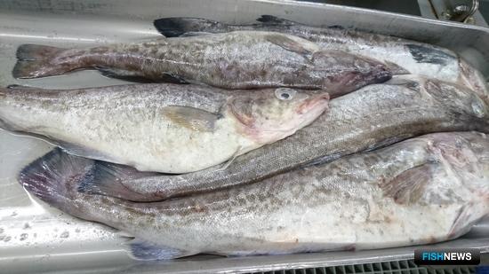 «Рыбный» перечень поставщиков в ЕС актуализировали