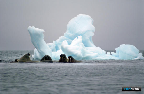 Глобальное потепление и освоение Арктики угрожают моржам