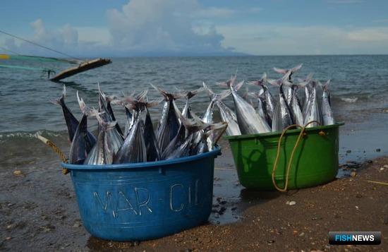 Микронезия хочет навести порядок в мировом промысле тунца