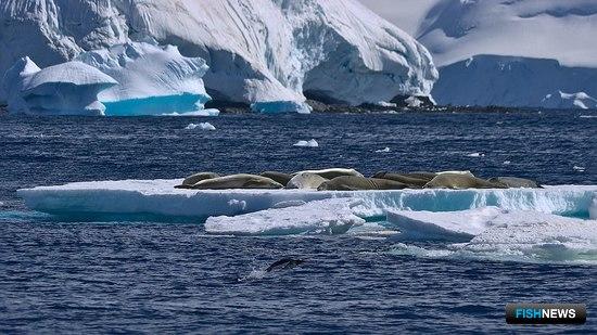 Мегазаповедник в Антарктике создать не удалось