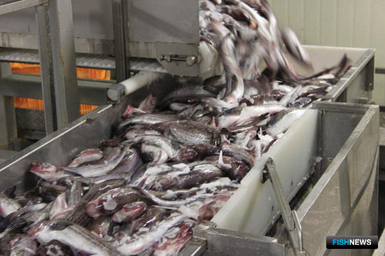 Появился приказ об ОДУ: сколько можно поймать рыбы в 2019 году