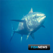 Судьбу большеглазого тунца решит ИККАТ