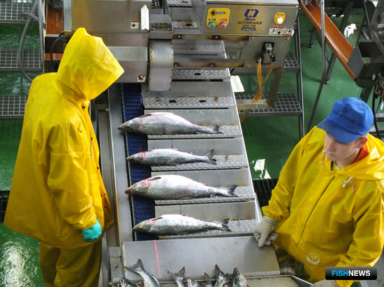 Сахалин ищет пути развития лососевого хозяйства
