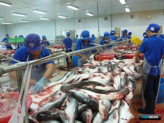 Вьетнамская рыба активно «плывет» за рубеж