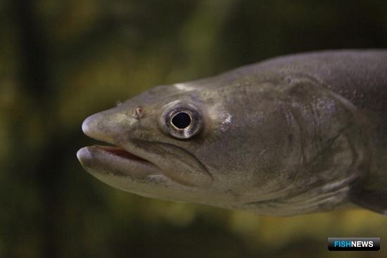 Рыбы Приморья и Хабаровского края станут живыми экспонатами