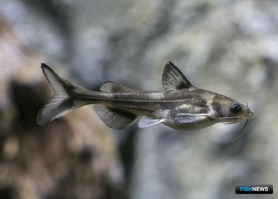 Рыбы Приморья и Хабаровского края станут живыми экспонатами