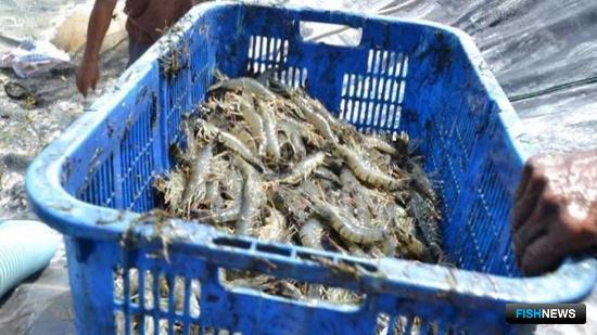 Индонезия планирует увеличить экспорт креветок