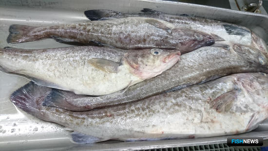 В мире растет спрос на российскую рыбу
