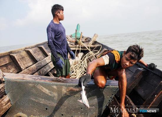 Аквакультуру Мьянмы пока опасаются в ЕС
