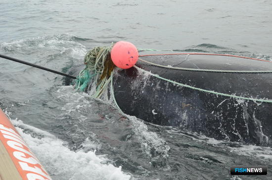 Добытчики лобстера позаботятся о китах заранее