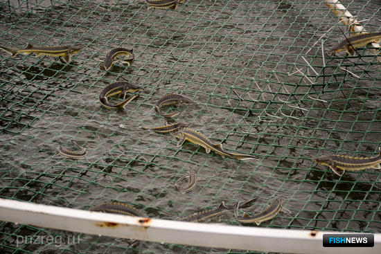 Рыбоводы Пензенской области идут к успеху