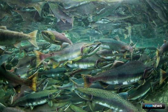 Ученые пяти стран наведаются к лососям на Аляску