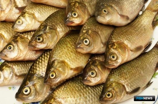 Рыбоводов Ставрополья обеспечивают местным мальком