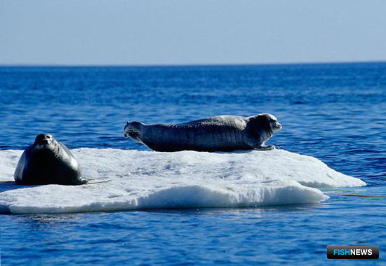 Камчатка предлагает не добывать тюленей по частям