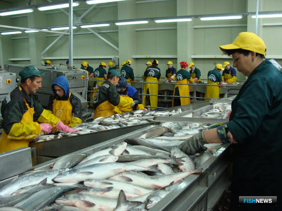 Добытчики лосося на Камчатке решили создать профильную ассоциацию