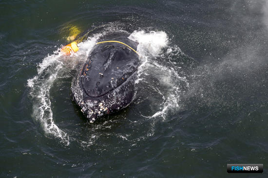 Краболовы Калифорнии согласились поберечь китов
