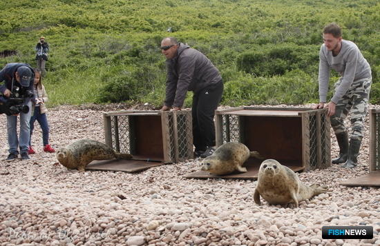 Выручать тюленей из беды поможет РРПК