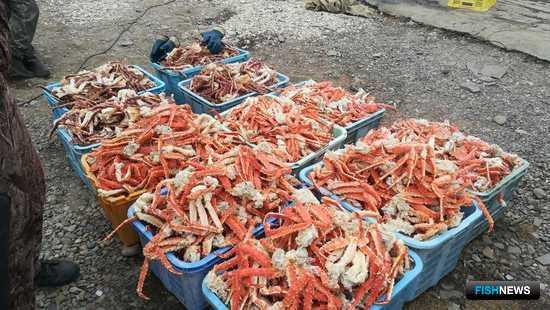 Браконьерские морепродукты «приплыли» к пограничникам