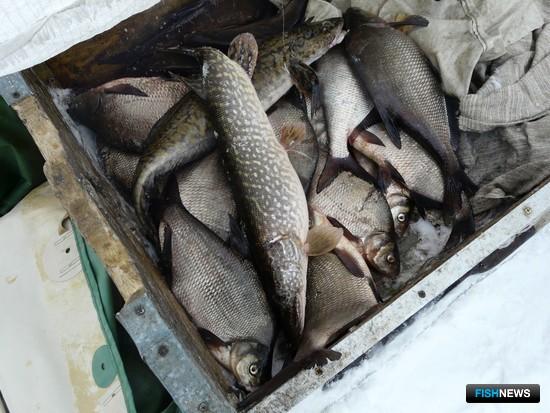 Нижегородская область решила сократить рыбацкие лимиты
