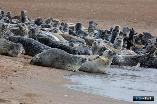 Каспийских тюленей подсчитали с воздуха